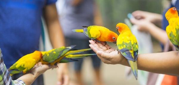 Fun Day at the Bird Farm