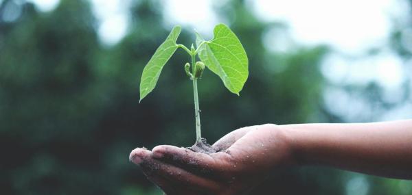 Let’s Refresh the Garden at the MHF!