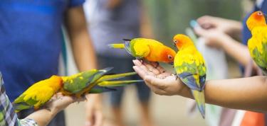 🕊️ Bird Park Visit & Golden Memories Lunch