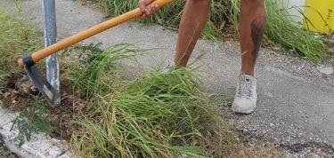 Fort Amsterdam invasive weed initiative