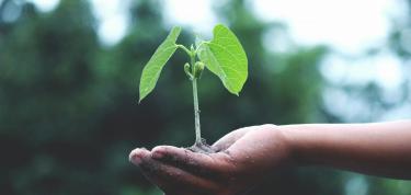 Let’s Refresh the Garden at the MHF!